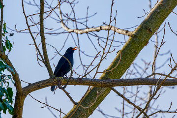(Turdus merula) sits on a tree branch and sings.