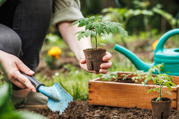 Woman is planting tomato seedling with biodegradable peat pot into soil at vegetable garden. Spring...