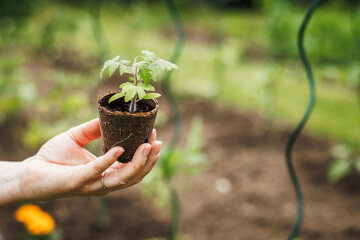 Seedling is ready for planting in vegetable garden. Tomato plant in biodegradable pot in hand. Spring gardening