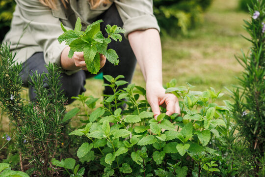 Woman picking lemon balm leaves from organic herb garden. Green herbal plant