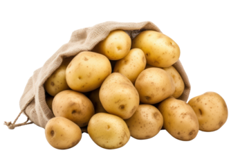 Potatoes in a burlap bag, isolated on transparent and white background.PNG image.