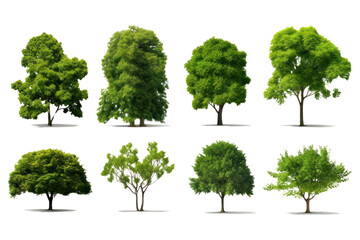 Set of green trees isolated on whiteisolated on transparent and white background.PNG image. - Powered by Adobe