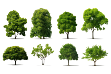 Set of green trees isolated on whiteisolated on transparent and white background.PNG image.