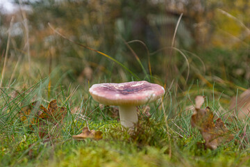 Brown mushrooms, here from the Danish gardens, grow in the moist soil, and are mostly seen at the end of the year