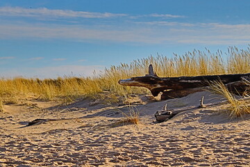 tree on the beach