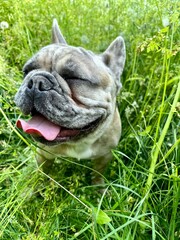 french bulldog puppy