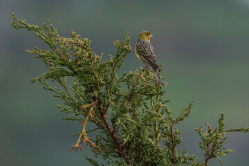 Birdlife in Thailand