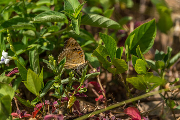 Fauna in Thailand