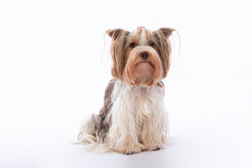Yorkshire Terrier, Dog, Hund