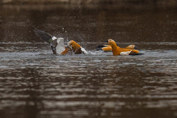 Aufnahme von Rostgänsen auf einem See