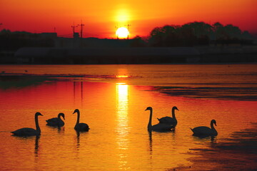 silhouettes of swans against the background of the rising sun
