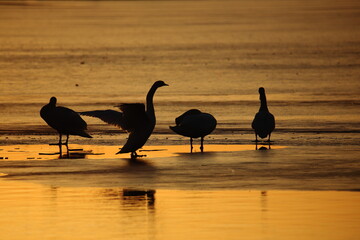 silhouettes of swans against the background of the rising sun