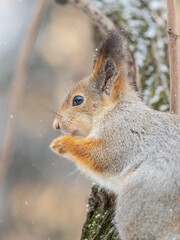 The squirrel with nut sits on tree in the winter or late autumn
