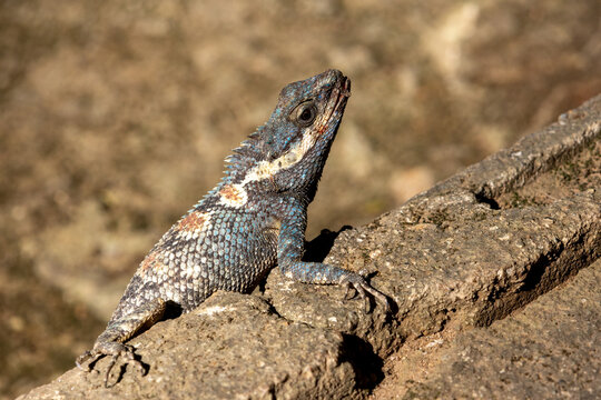 Select Focus a chubby lizard with a turquoise pattern sunbathes on the ground and looks at the dinosaurs.