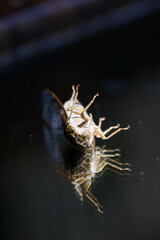 Amazing close-up of cicada sleeping on glass. There was a reflection of a cicada that looked strange and beautiful.