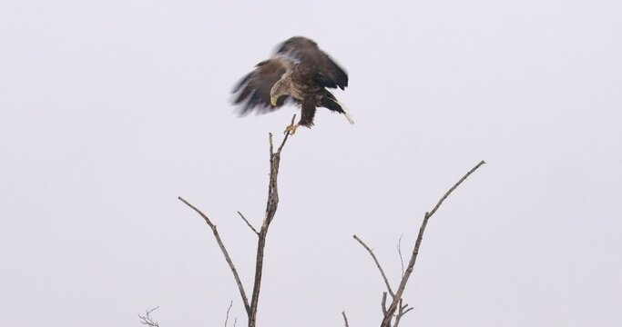 Majestic white-tailed eagle lands on top of bare tree against white winter sky