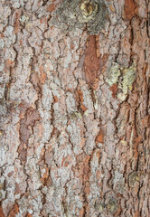 Bark texture and background of a old fir tree trunk. Detailed bark texture. Natural background