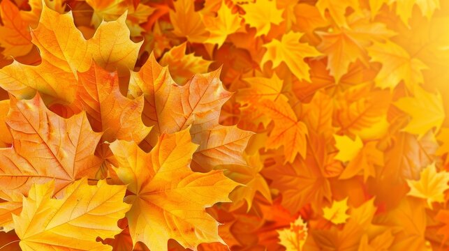 Seasonal autumn banner with blurred maple leaves in orange tones for background or design element