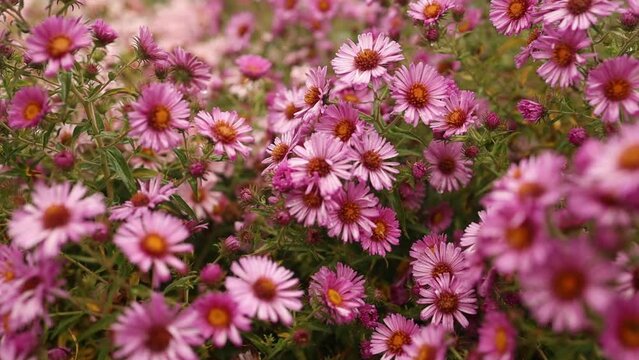 Hardy chrysanthemums pink flowers outdoors in summer spring close-up with soft selective focus. Delicate dreamy image of beauty of nature. High quality FullHD footage