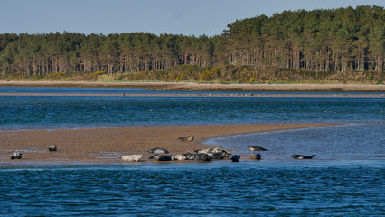 Fototapeta premium Harbour seals on a sandbank at Loch Fleet, Sutherland, Scotland, UK - Picture by Jonathan Mitchell/Atlas Photo Archive