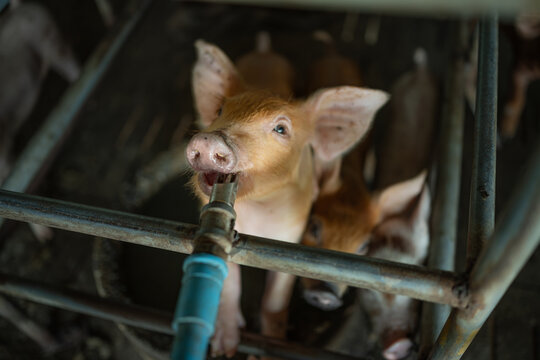Piglets are drinking water from a water pipe on the farm.