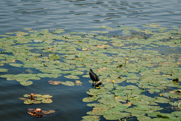 Coot. Fulica atra, single bird on water. An adult Eurasian Coot (Fulica atra) also. Common Coot standing on a pond, against a blurred blue water background.