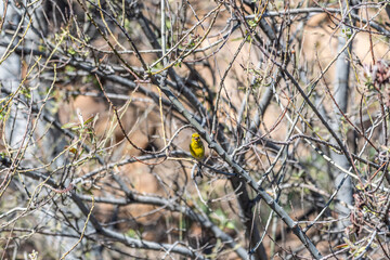 Pájaro apoyado en la rama de un árbol, Parque Nacional del Teide.