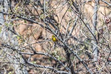 Pájaro apoyado en la rama de un árbol, Parque Nacional del Teide.
