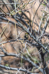 Pájaro apoyado en la rama de un árbol, Parque Nacional del Teide.