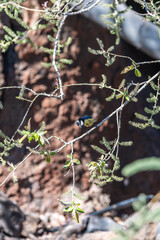 Pájaro apoyado en la rama de un árbol, Parque Nacional del Teide.