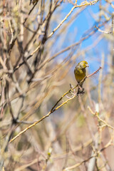 Pájaro apoyado en la rama de un árbol, Parque Nacional del Teide.