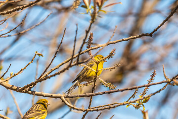 Pájaro apoyado en la rama de un árbol, Parque Nacional del Teide.