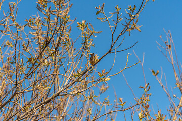 Pájaro apoyado en la rama de un árbol, Parque Nacional del Teide.