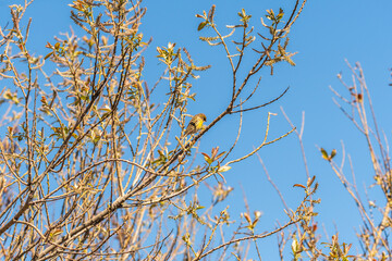 Pájaro apoyado en la rama de un árbol, Parque Nacional del Teide.