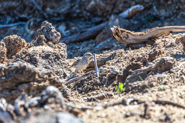 Pájaro en el Parque Nacional del Teide, Tenerife.