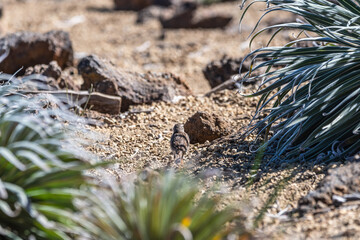 Pájaro en el Parque Nacional del Teide, Tenerife.