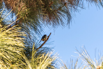 Pájaro apoyado en la rama de un árbol, Parque Nacional del Teide.