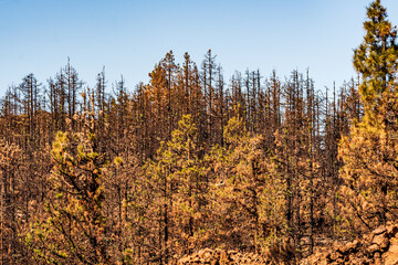 Árboles quemados en el Parque Nacional del Teide, Tenerife.