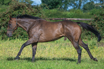 Thoroughbred racehorses enjoying summer turn out in the fields, galloping around for fun and letting off steam.