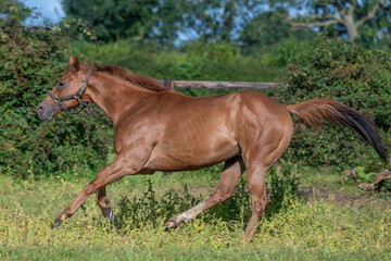 Thoroughbred racehorses enjoying summer turn out in the fields, galloping around for fun and...