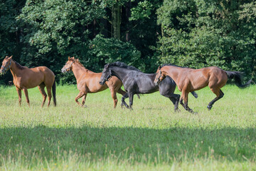 Naklejka na ściany i meble Thoroughbred racehorses enjoying summer turn out in the fields, galloping around for fun and letting off steam.