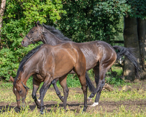 Obraz na płótnie Canvas Thoroughbred racehorses enjoying summer turn out in the fields, galloping around for fun and letting off steam.