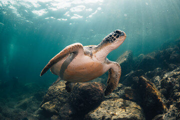 A turtle: scuba diving in Brazil
