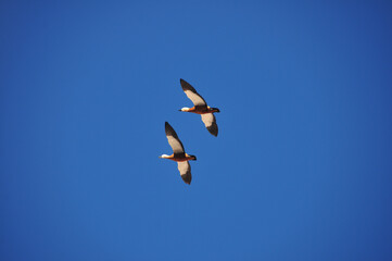 Ruddy shelducks (Tadorna ferruginea) in flight with a blue background