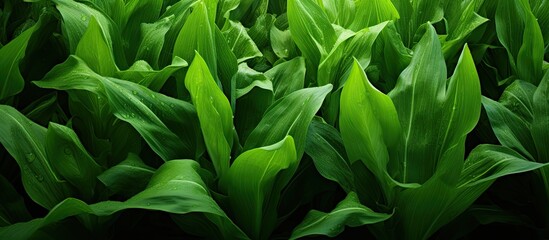 A close-up view of a bunch of vibrant green plants, featuring lush leafy foliage and a ripe ear of corn nestled amongst the sea of greenery.