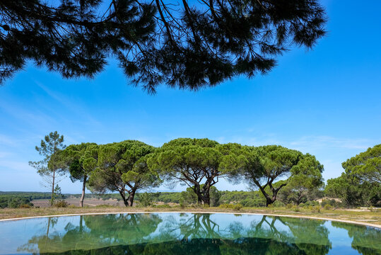Vibrant umbrella pine trees casting reflections on a natural pool in the serene countryside of Comporta, Setubal, Portugal on a sunny day with blue sky