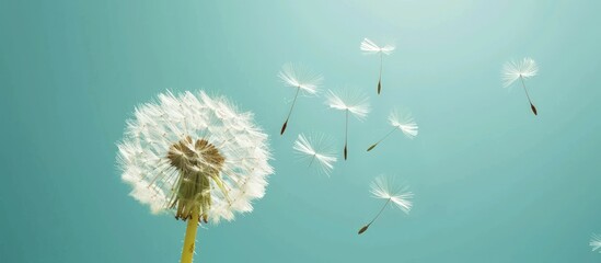 Dandelion flower with seeds flying away by wind at blue sky landscape background. AI generated image