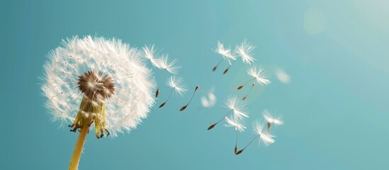 Dandelion flower with seeds flying away by wind at blue sky landscape background. AI generated image - obrazy, fototapety, plakaty