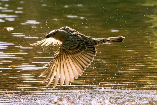 Great bowerbird in flight over water, Australia