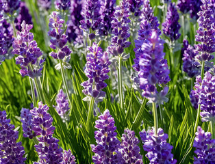 Fototapeta premium A group of fragrant purple lavender on meadow